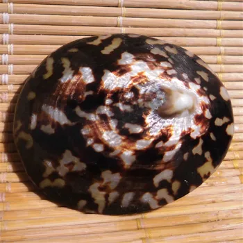 2vnt/Daug 3-5cm Cellana testudinaria Gamtos Myli Shell Papuošalai Žuvų Bakas Papuošalai Shell Namų Vestuvių Dekoravimas
